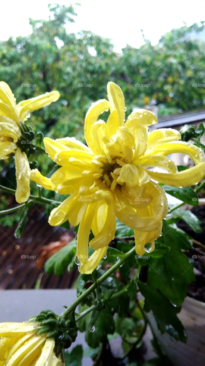 aster after rain