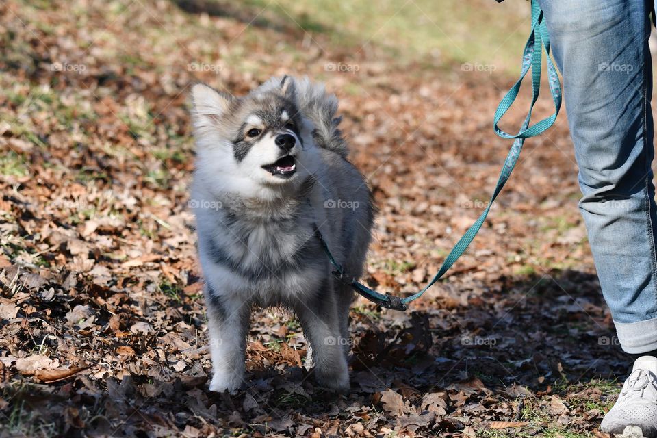 A man walking his Finnish Lapphund dog 