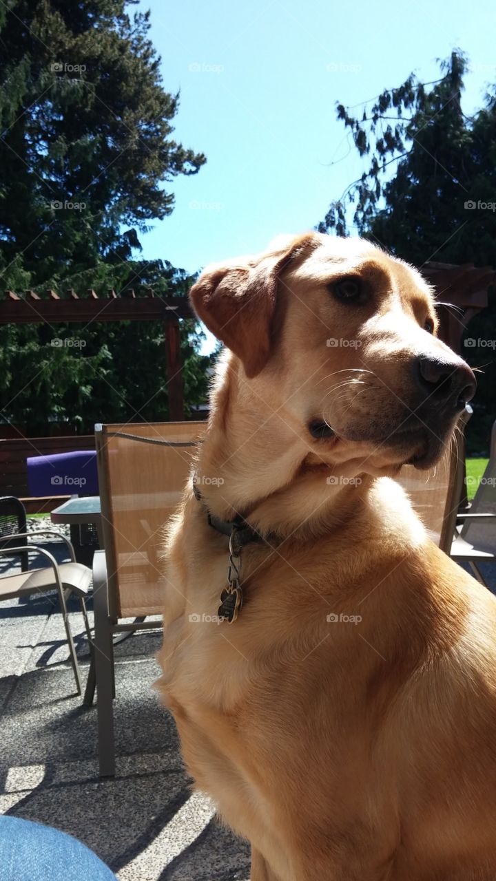 Blonde retriever boyfriend seeking attention by sitting on my legs and giving me the puppy look.