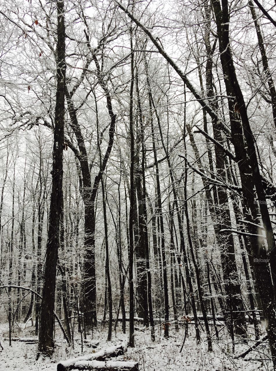 Forest in winter