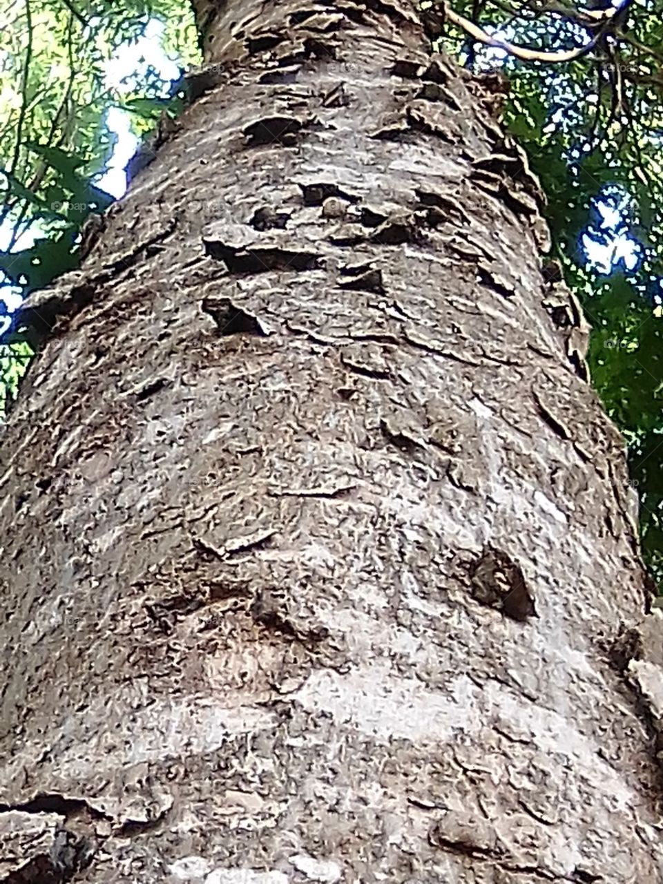 Trunk