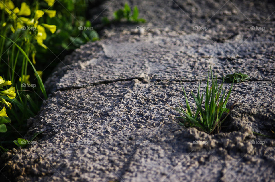 grass growing in concrete wall