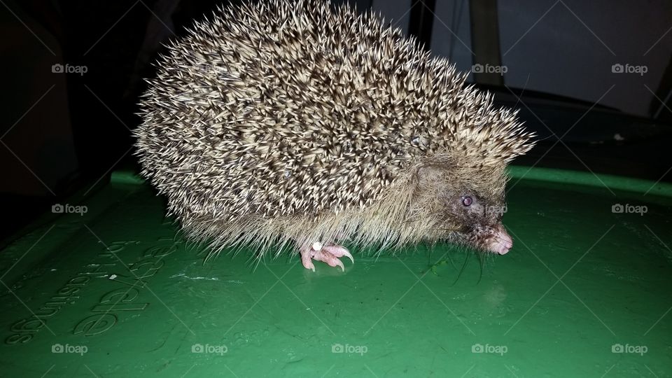 Mammal, No Person, Wildlife, Nature, Animal