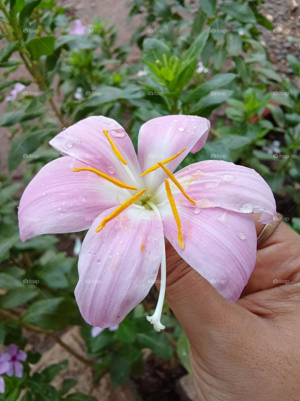 rain Lily