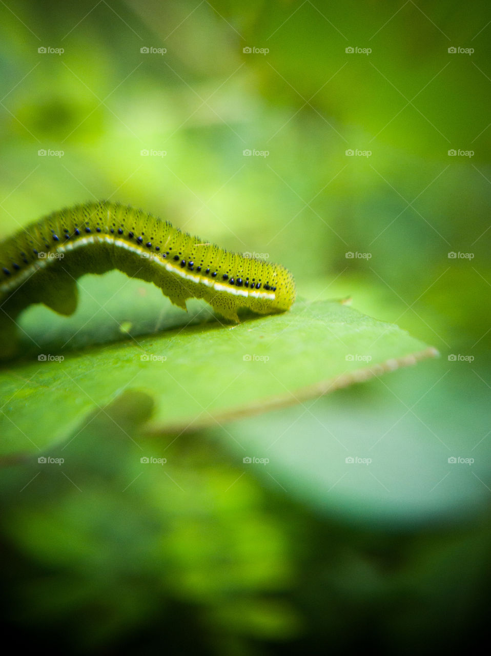 A Greeny story of a moth is ready to be a butterfly in few days #macro beauty
