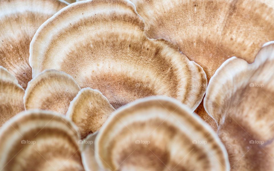 Zoom in on a mushroom