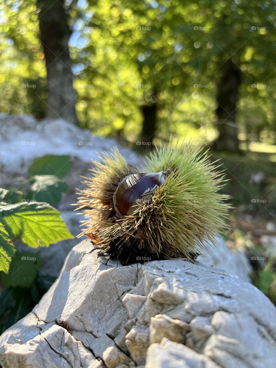 Chestnut sitting on a rock 