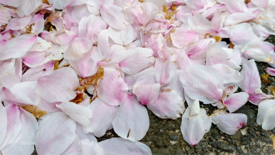 cherry blossom petals 