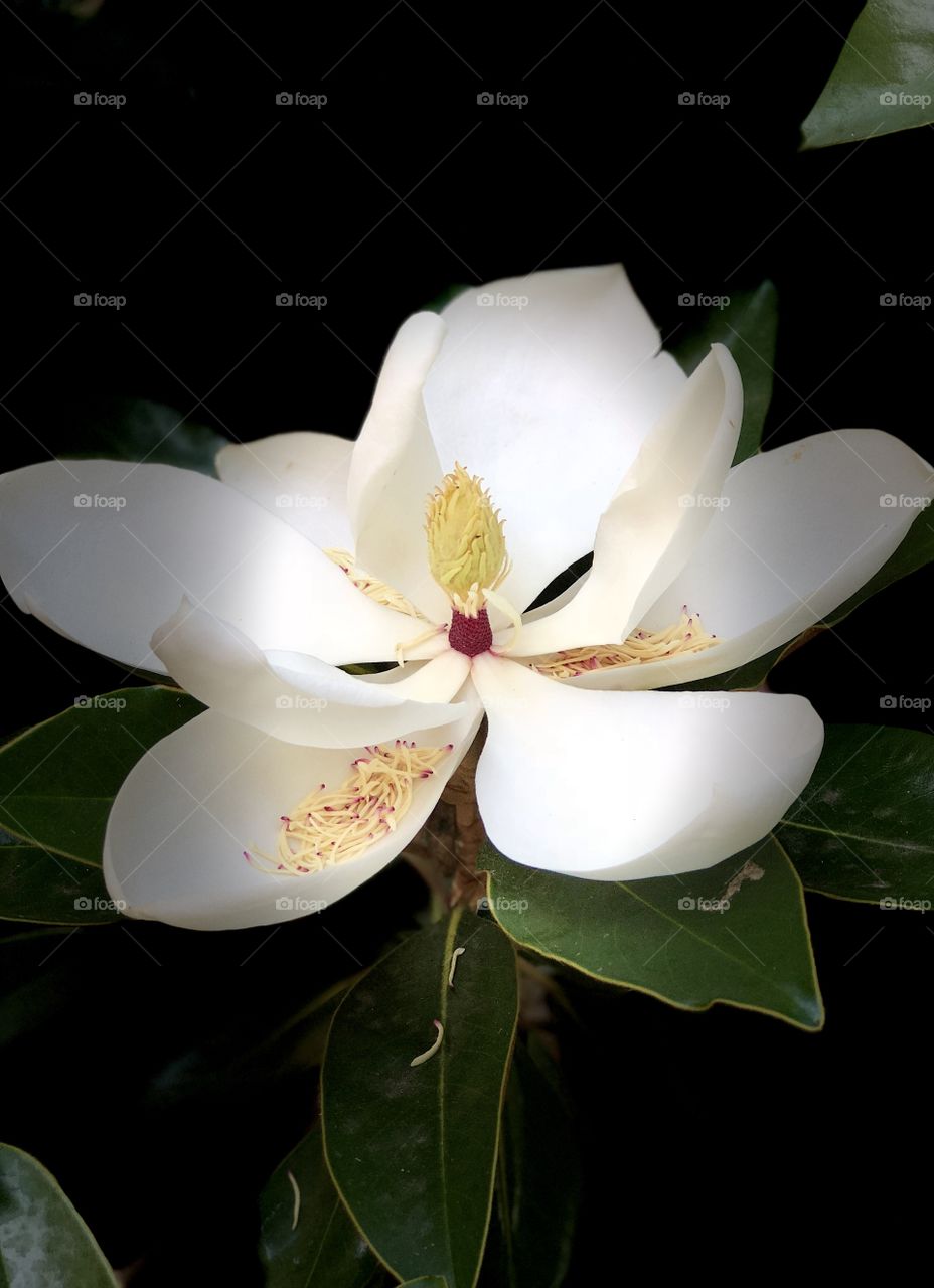 The Glorious Mother Nature Foap Mission! Beautiful Magnolia In Full Bloom In Studio Light!