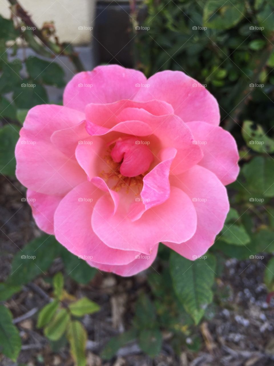 Pink flower