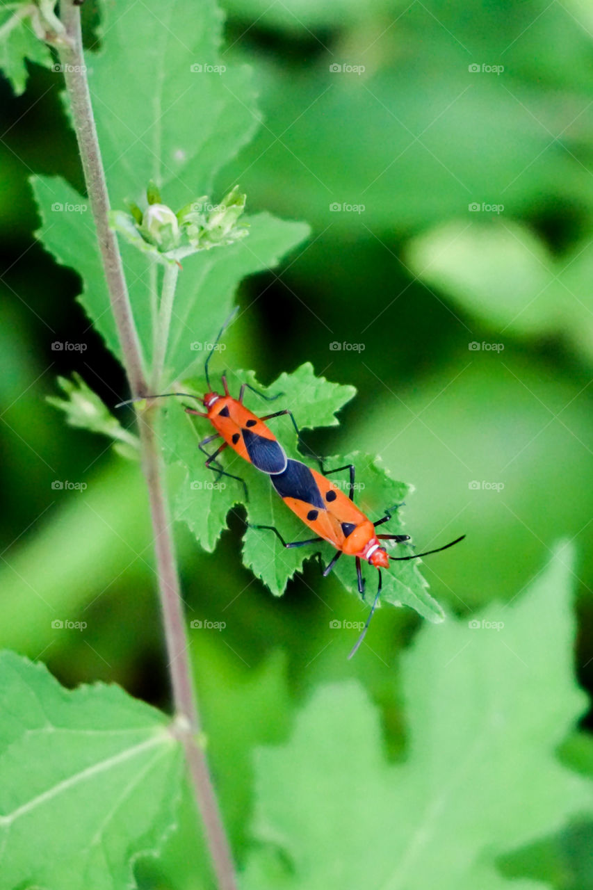 Mating couple of orange bugs on the leaf