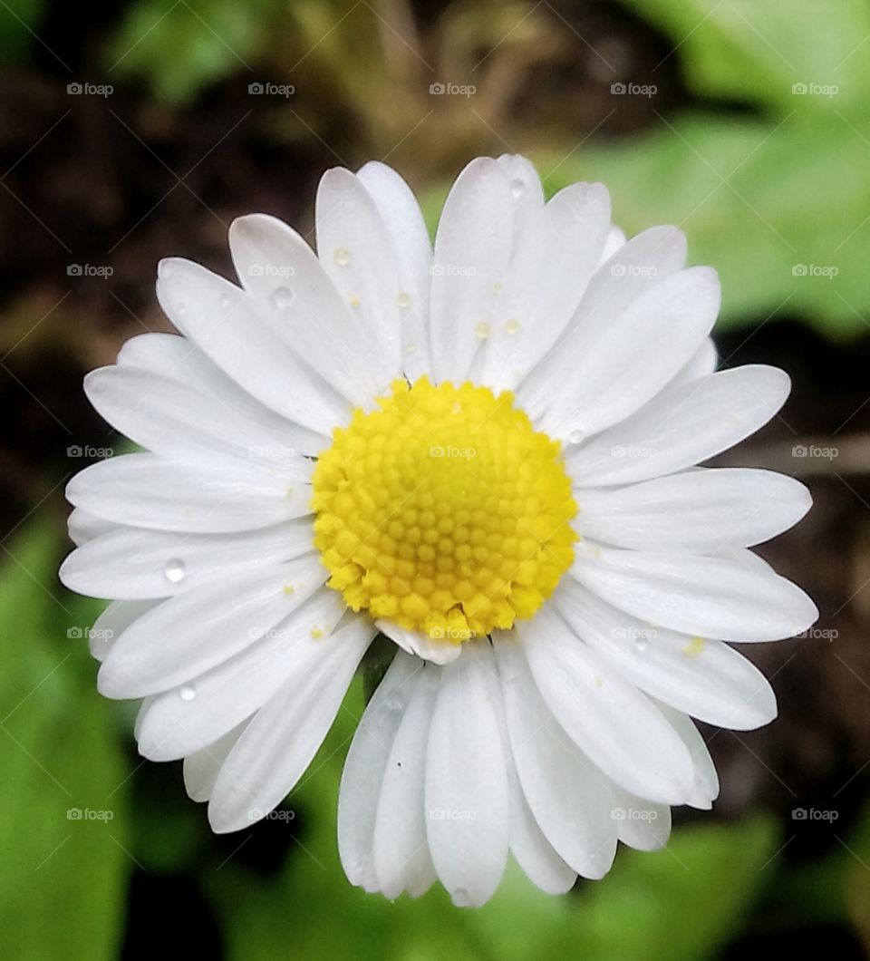Margherita,  the white flower