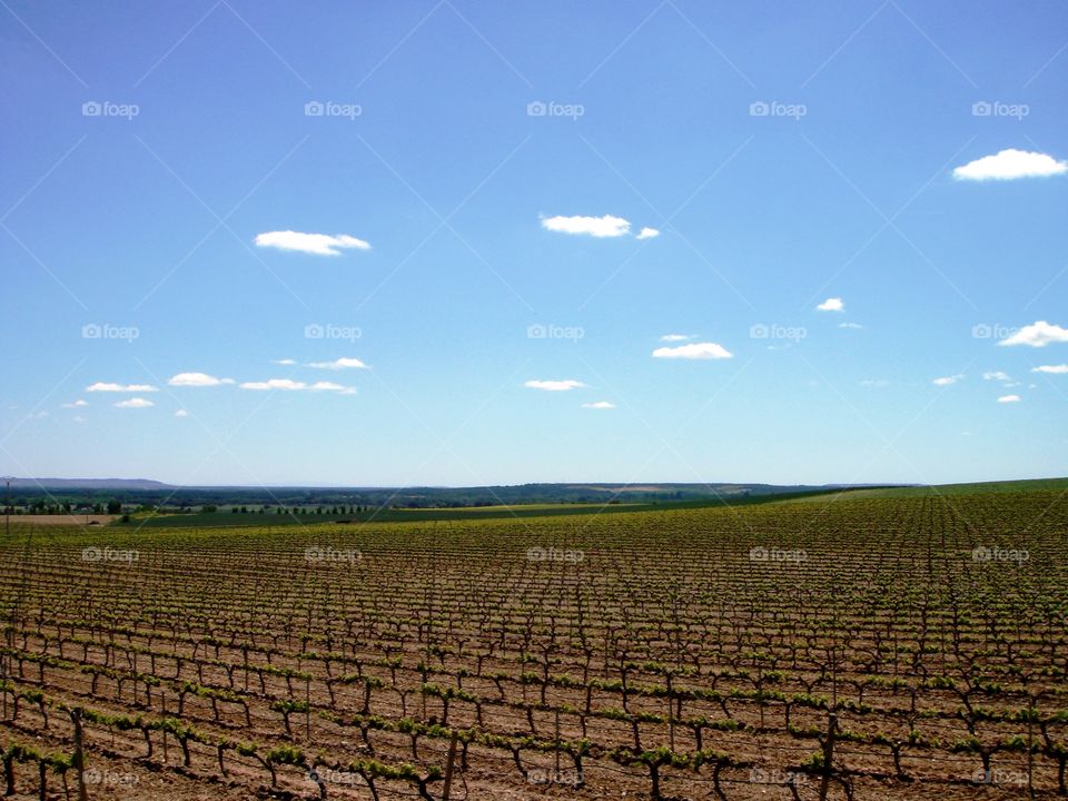 vineyards in spring with a blue sky