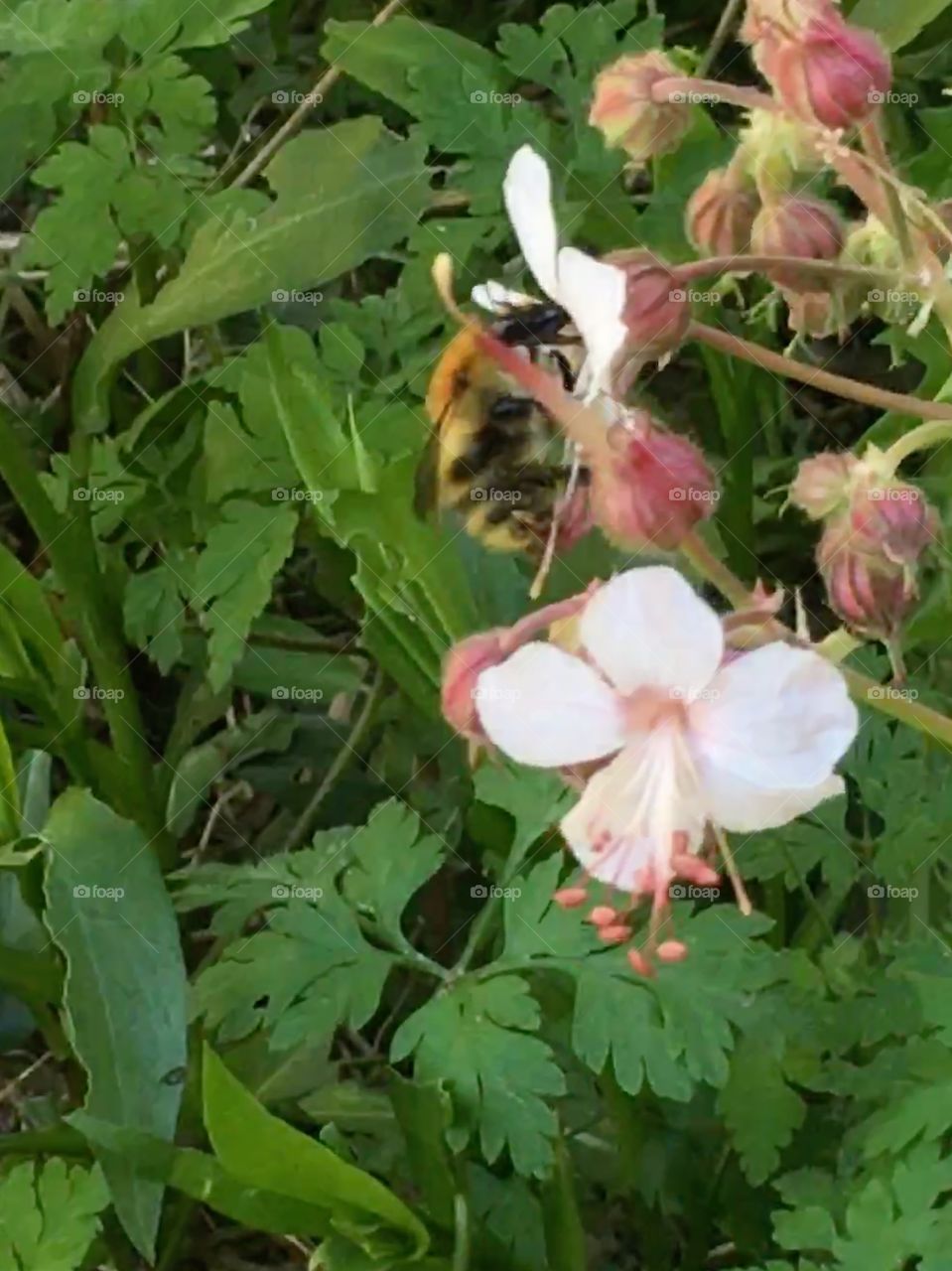 Honey bee feeding on a pale pink Biokovo cranesbill flower ( geranium x cantabrigiense ) in the garden