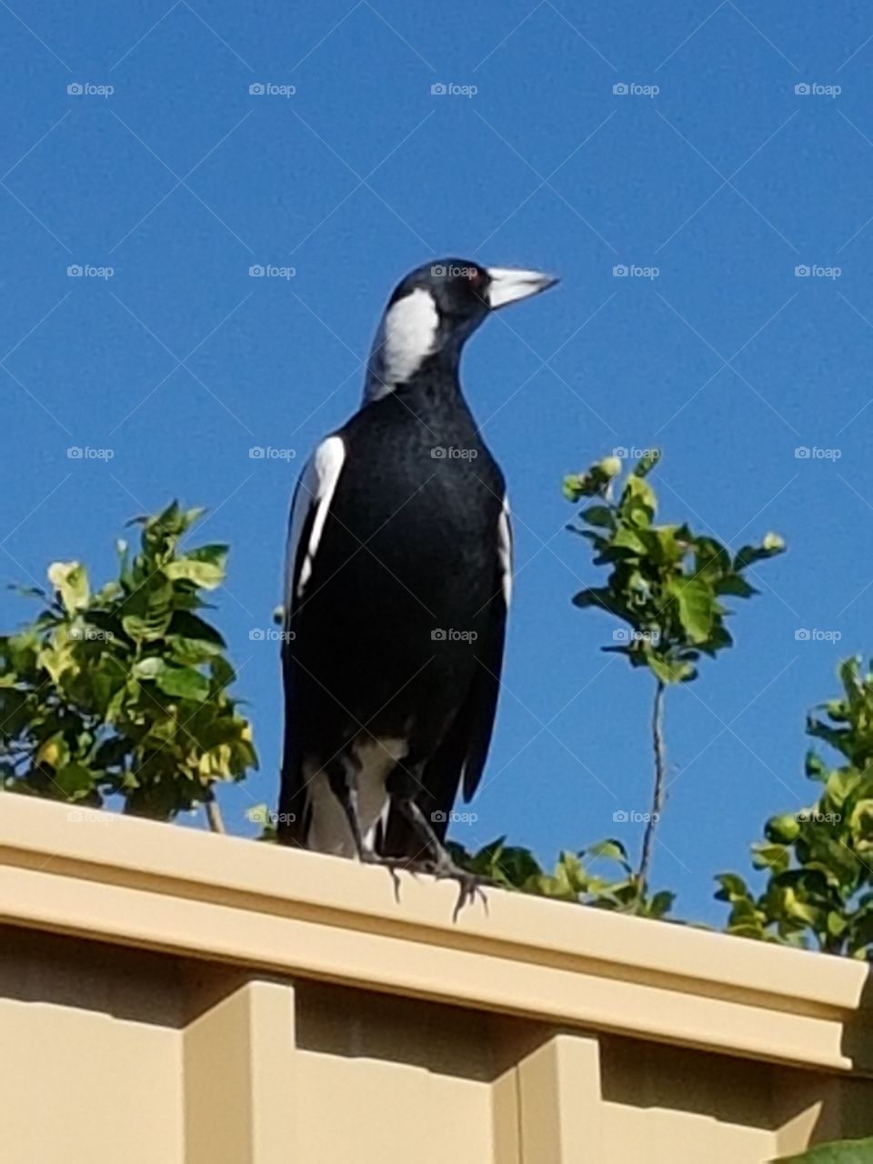 Australian magpie