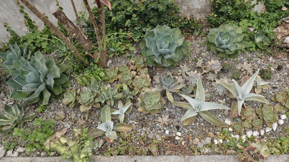 green leaves in the garden