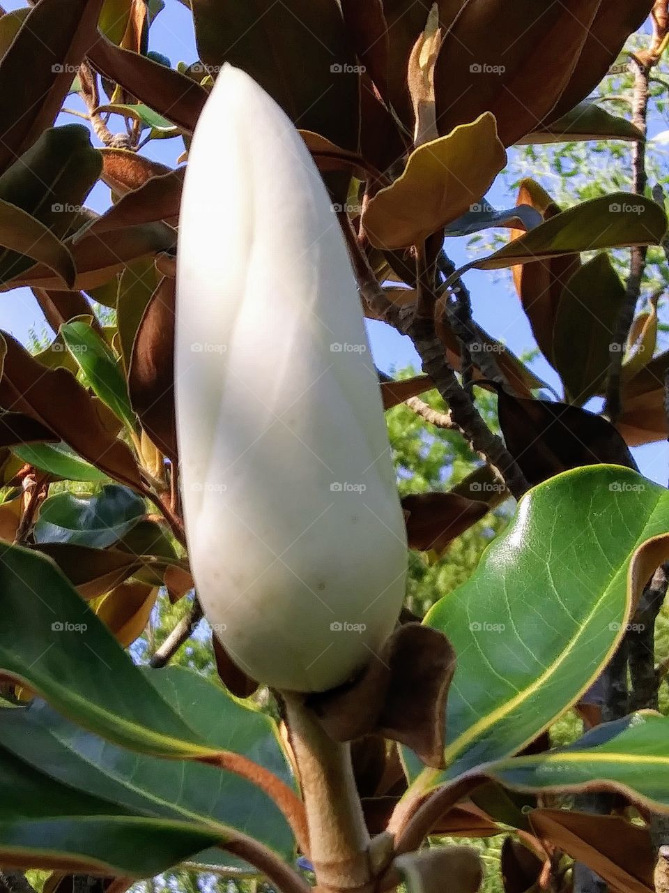 bud of a magnolia