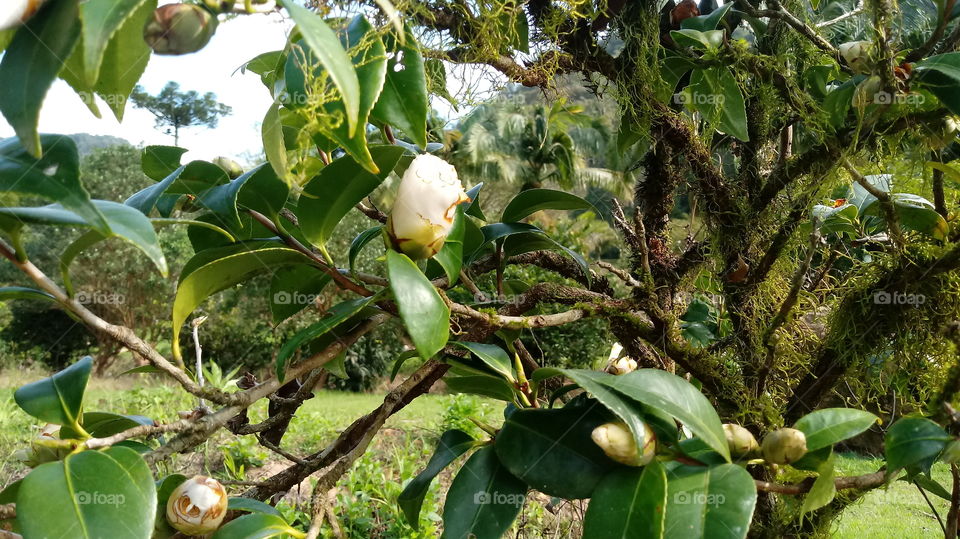 GARDEN, FLOWER BUTTONS.