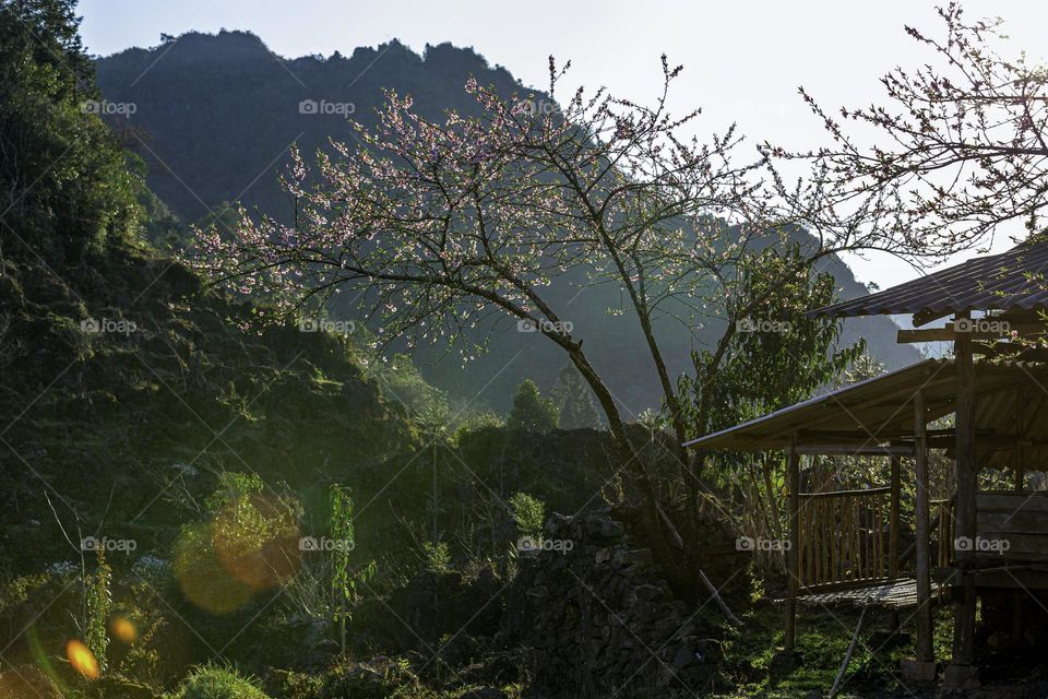 Spring time in Lao Xa - Dong Van district- Ha Giang province- Vietnam