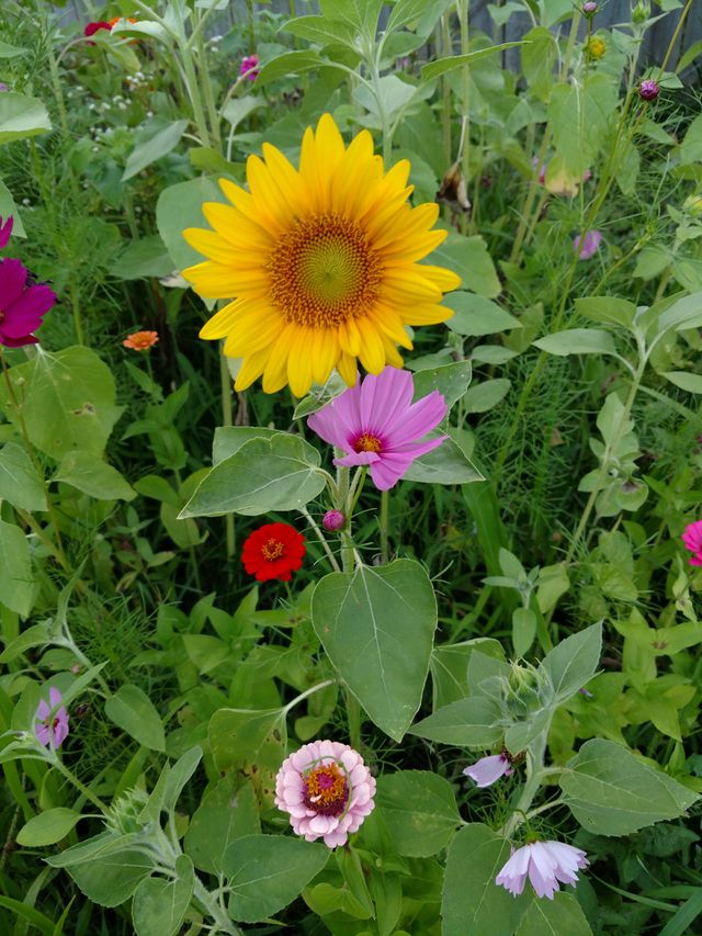 flower garden