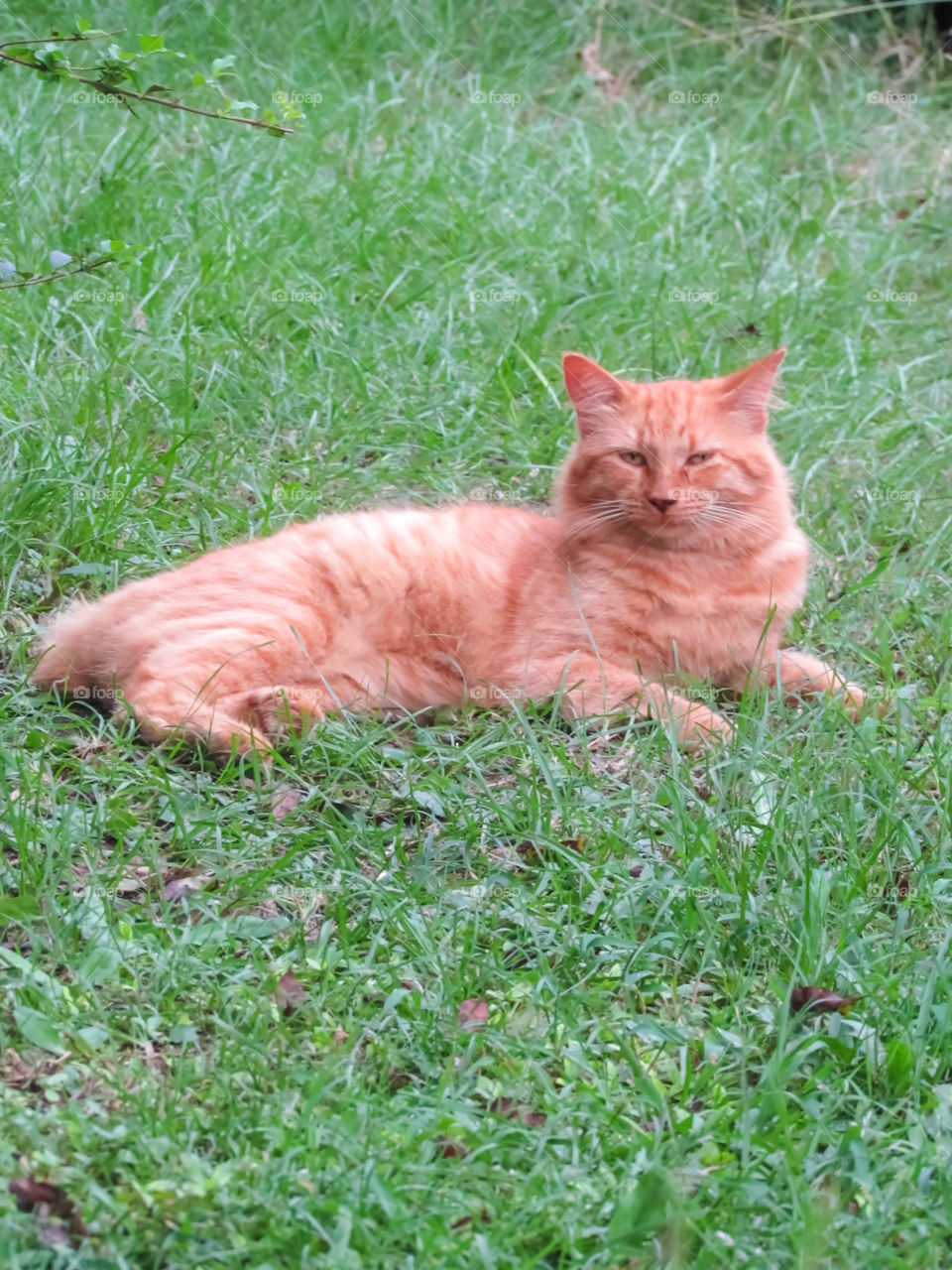 orange tabby American bobtail cat laying in grass