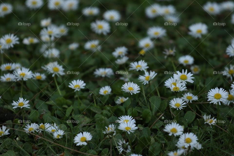 Tiny wild flowers in the woods 