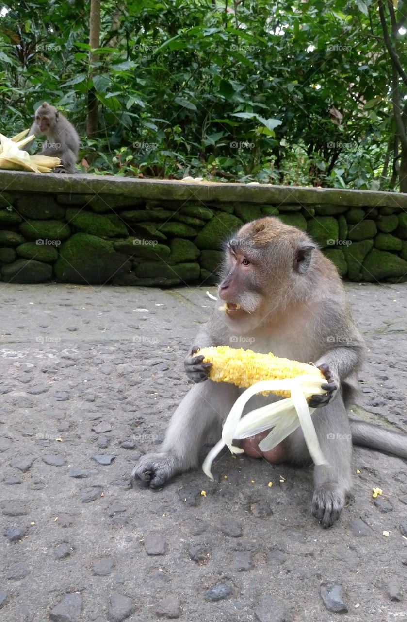 Lunch time 🐒🌽 Monkey 🐒🌽 Corn🐒🌽