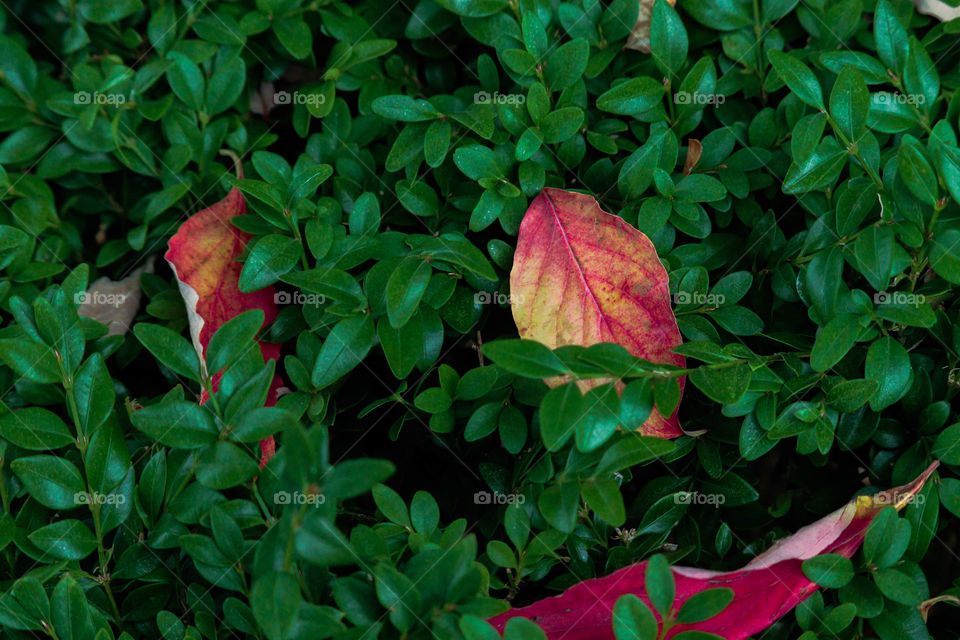 red leaves in a  bush