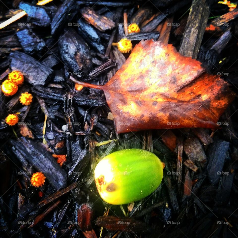 Lone Acorn 