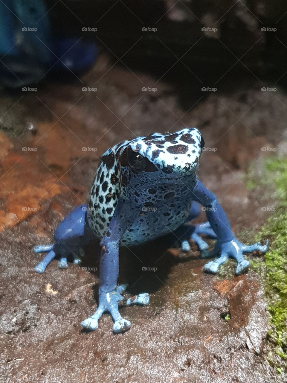 blue frog