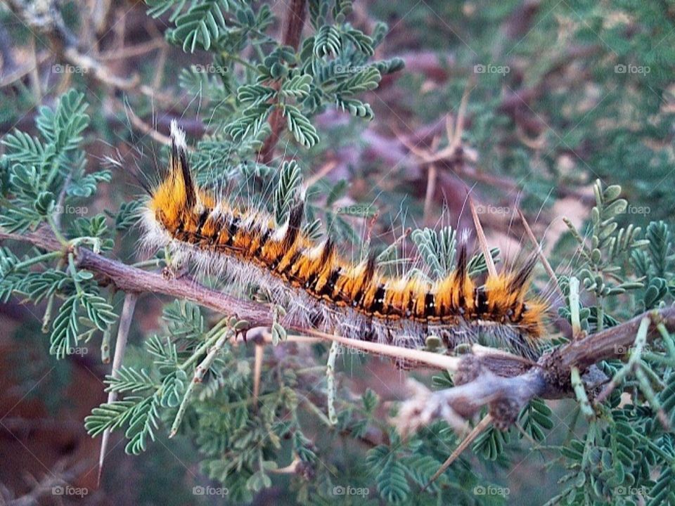 Beautiful worm color 