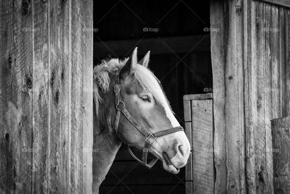 “Beauty in the Barn” - Black & White