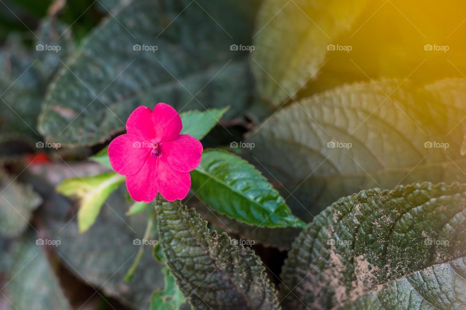 Pink flower.