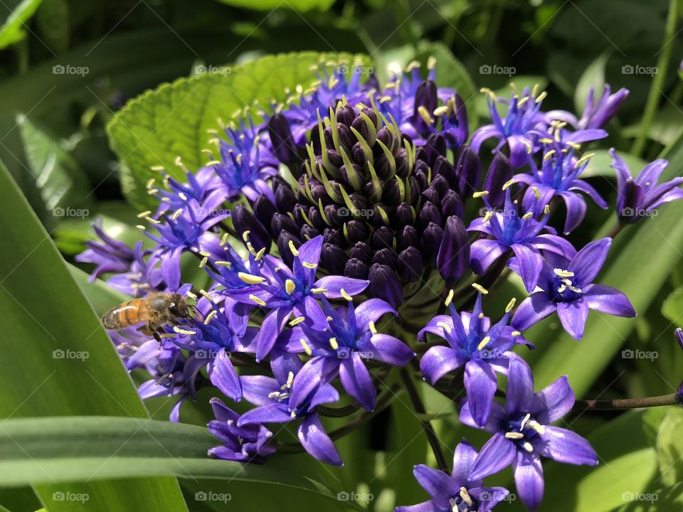 Beautiful purple flower and a bee 
