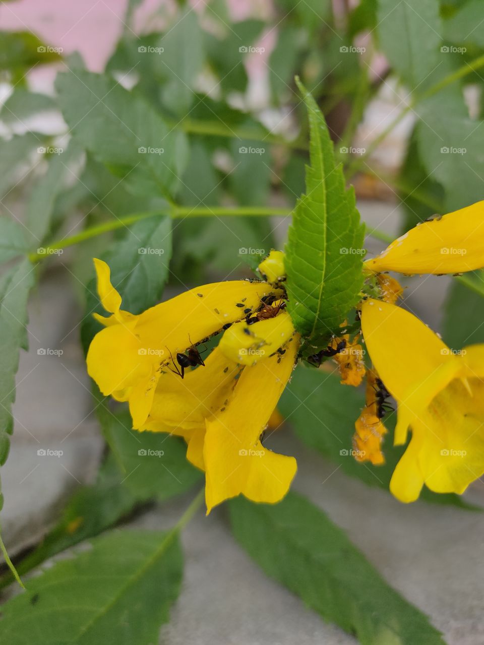 yellow flowers on green plant