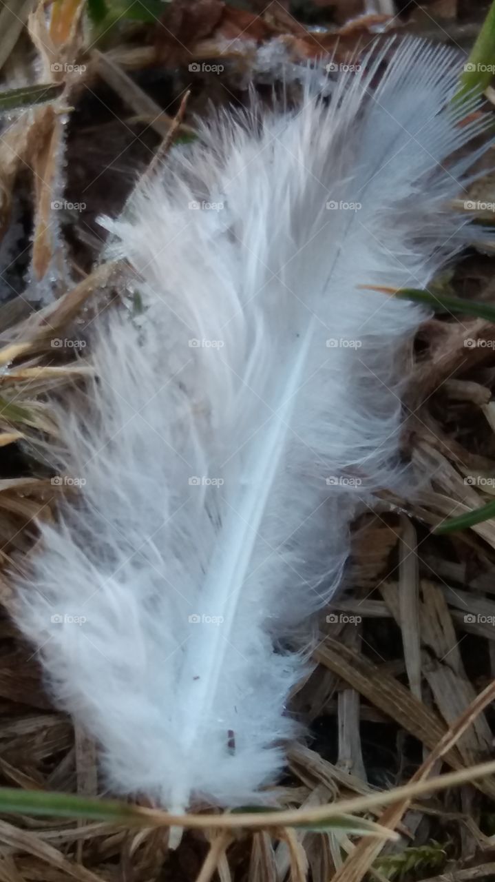 Close up Capture of a white feather
