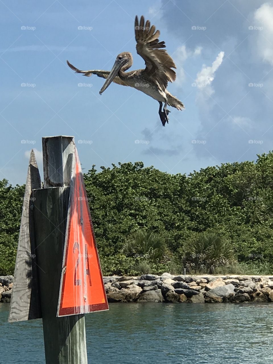 Pelican coming in for a landing