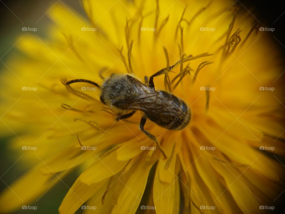 Close-up of bee pollinating flower