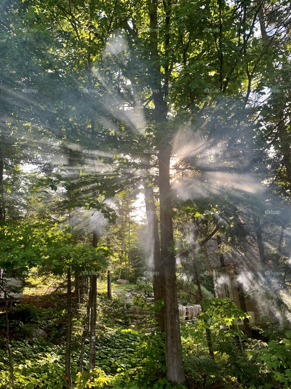 The smoke of our campfire that invades the forest