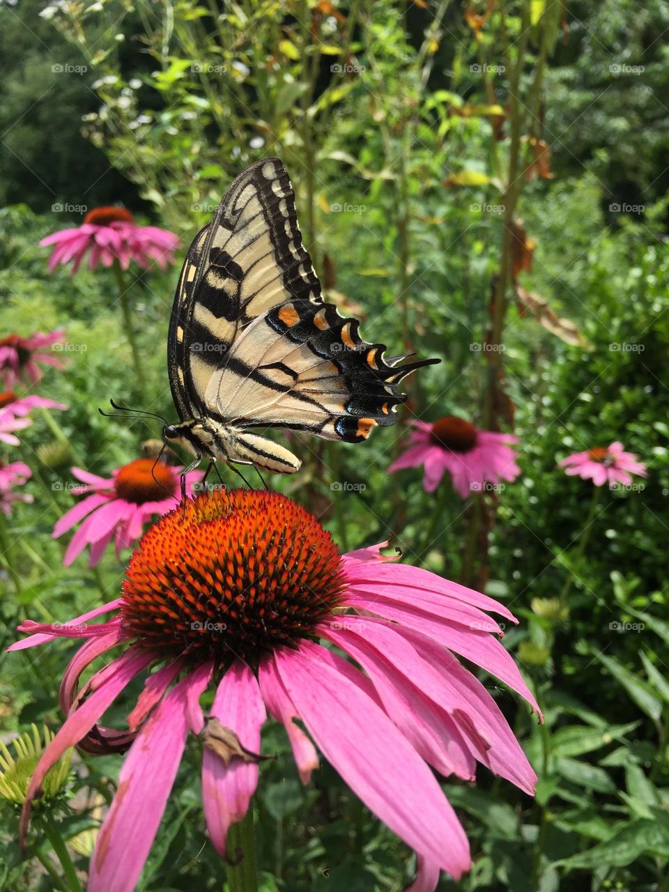 Slightly different picture of butterfly at restaurant 