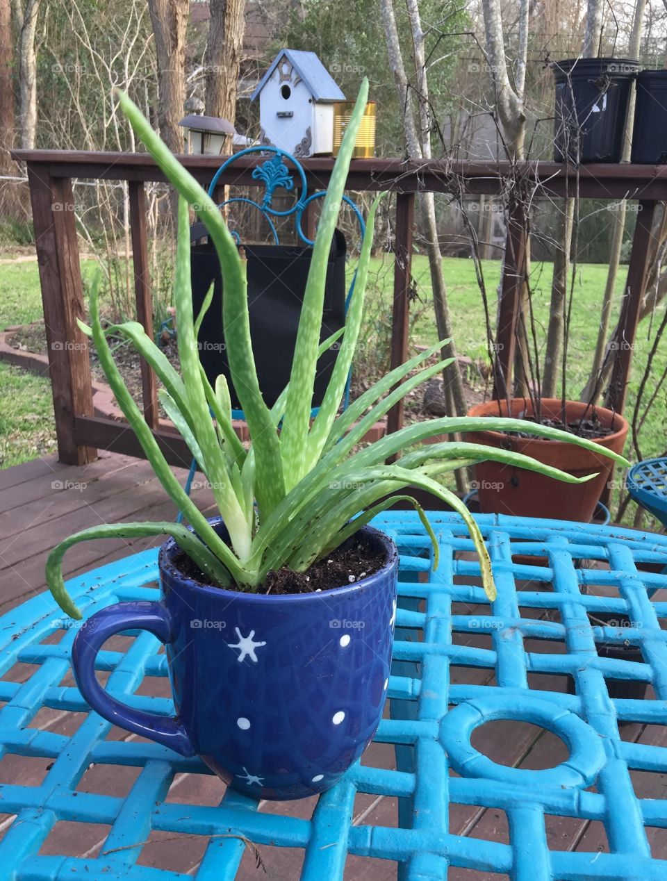 Aloe Vera in blue coffee mug planter