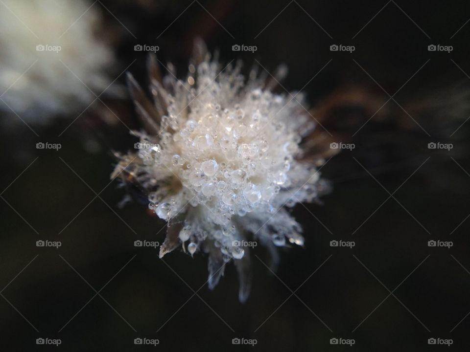 White flower in dew