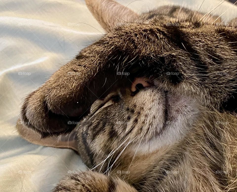 A tabby cat covering her face while she sleeps