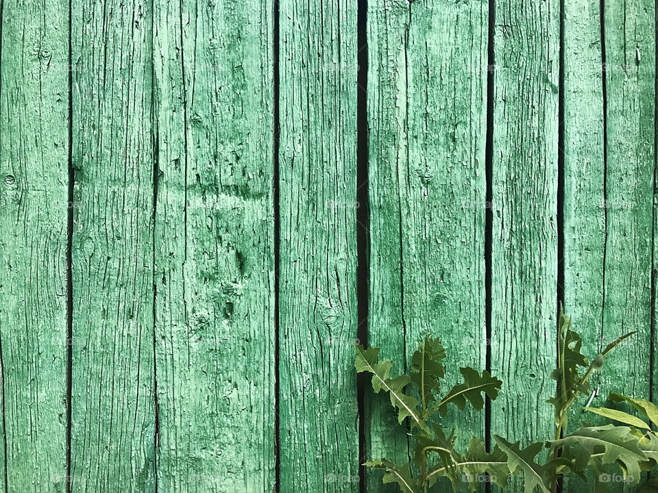 Green wooden background 