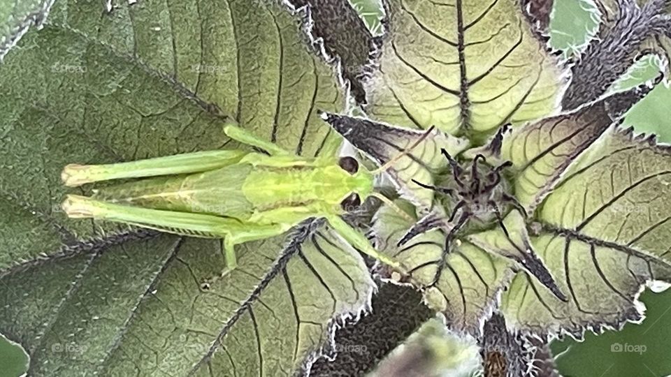 Grasshopper on sunflower leaf…