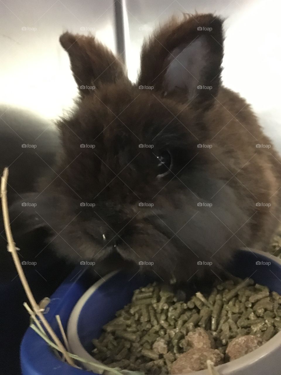 Rescued Chocolate Lionhead Bunny at Local Shelter 