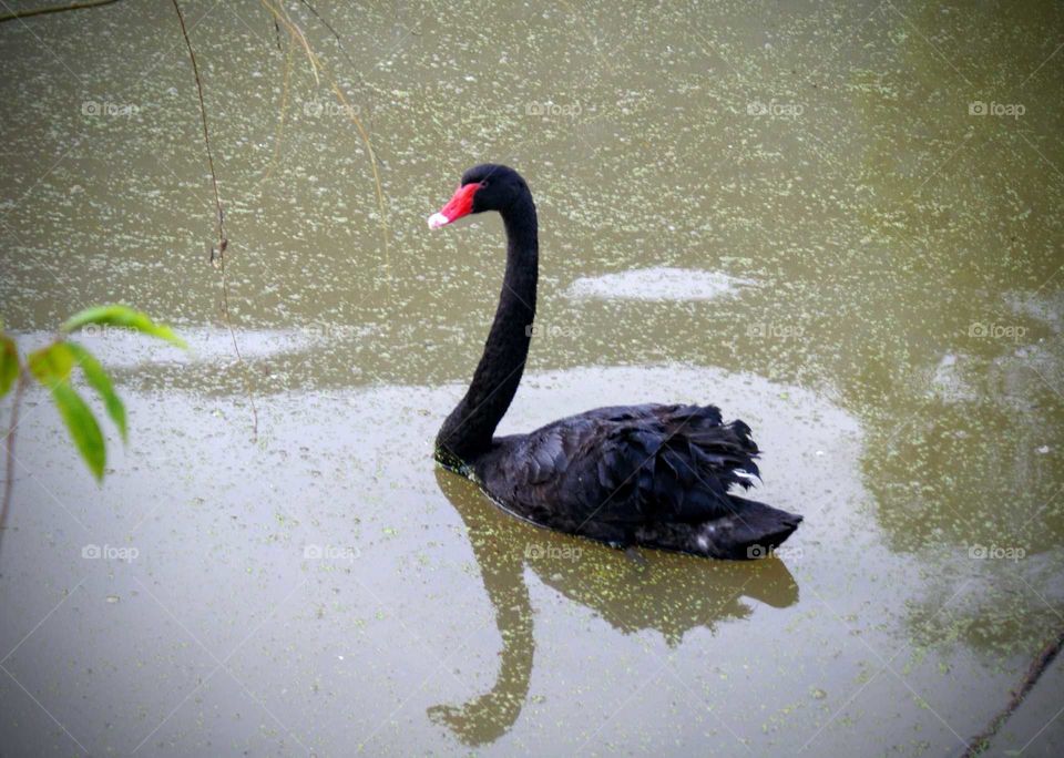 Black swan