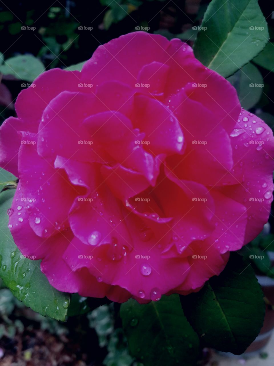 dew drop rose
