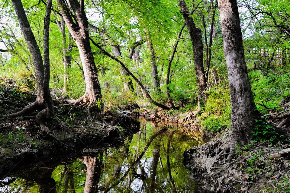 Urban Wildlife. This creek is exactly 71ft from my backdoor and the reason for all of my amazing backyard wildlife:) 