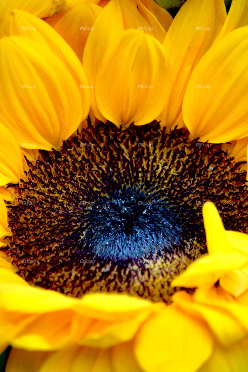 Sunflower in the garden 